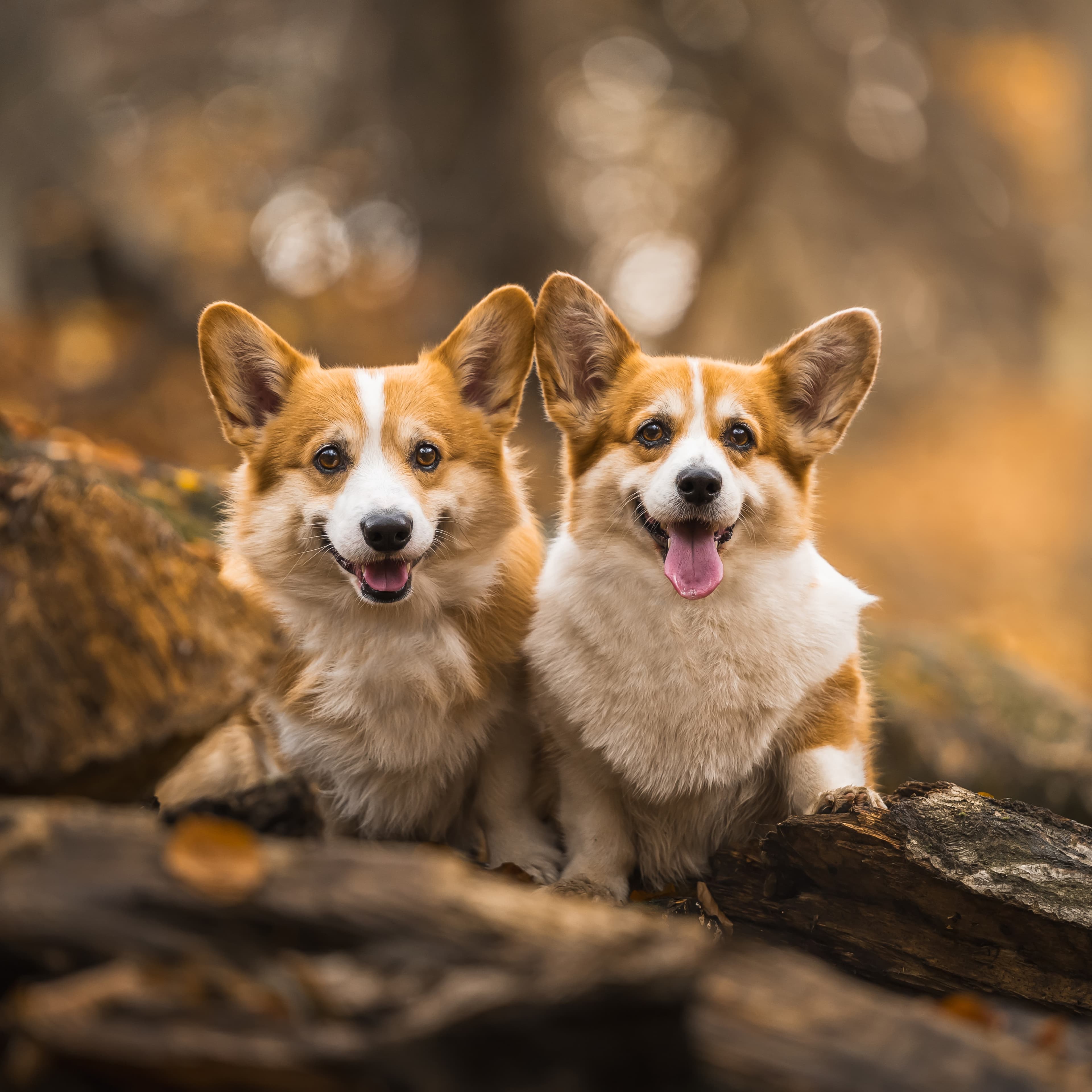 Вольт і Еля