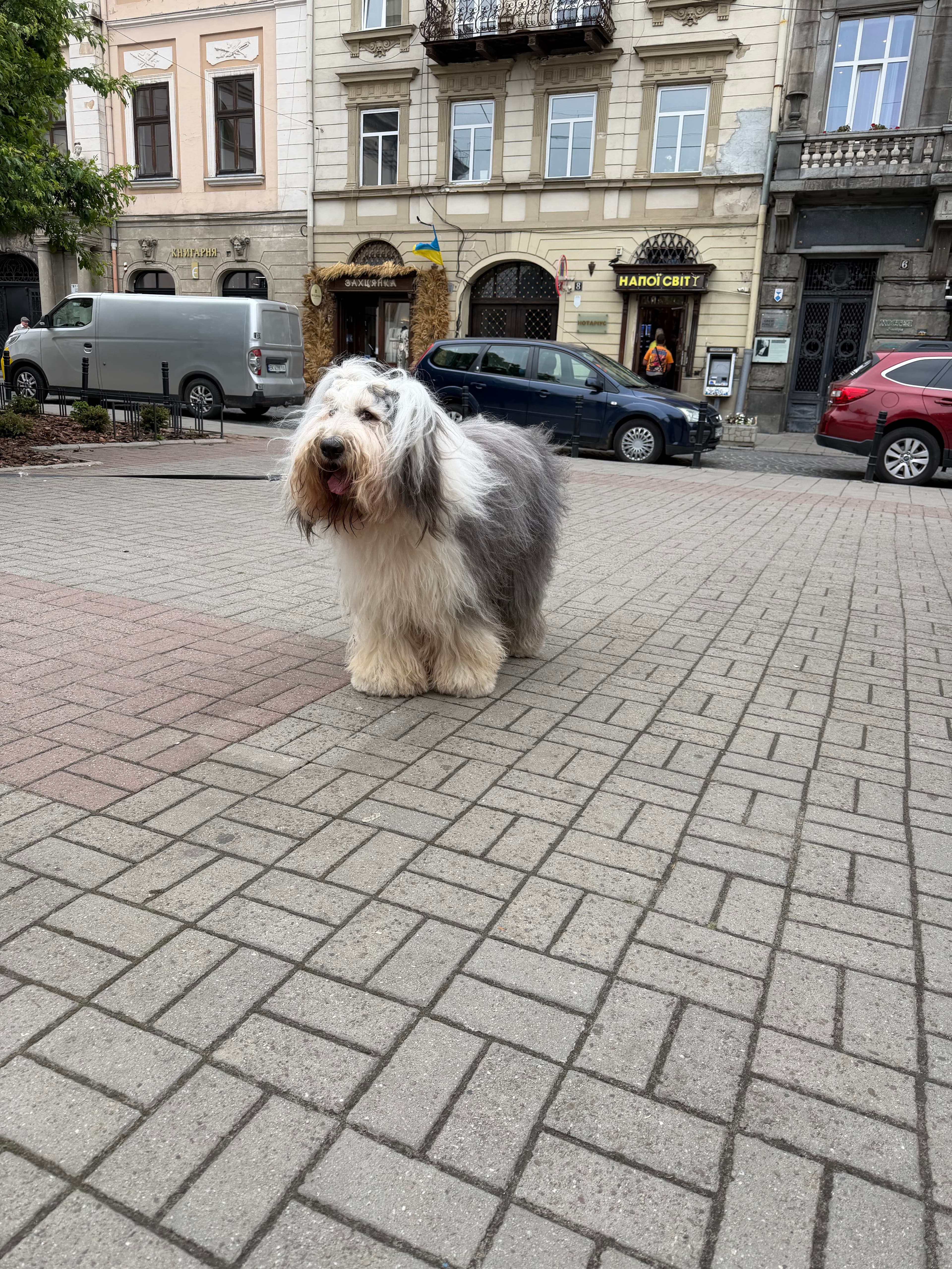 Тедді