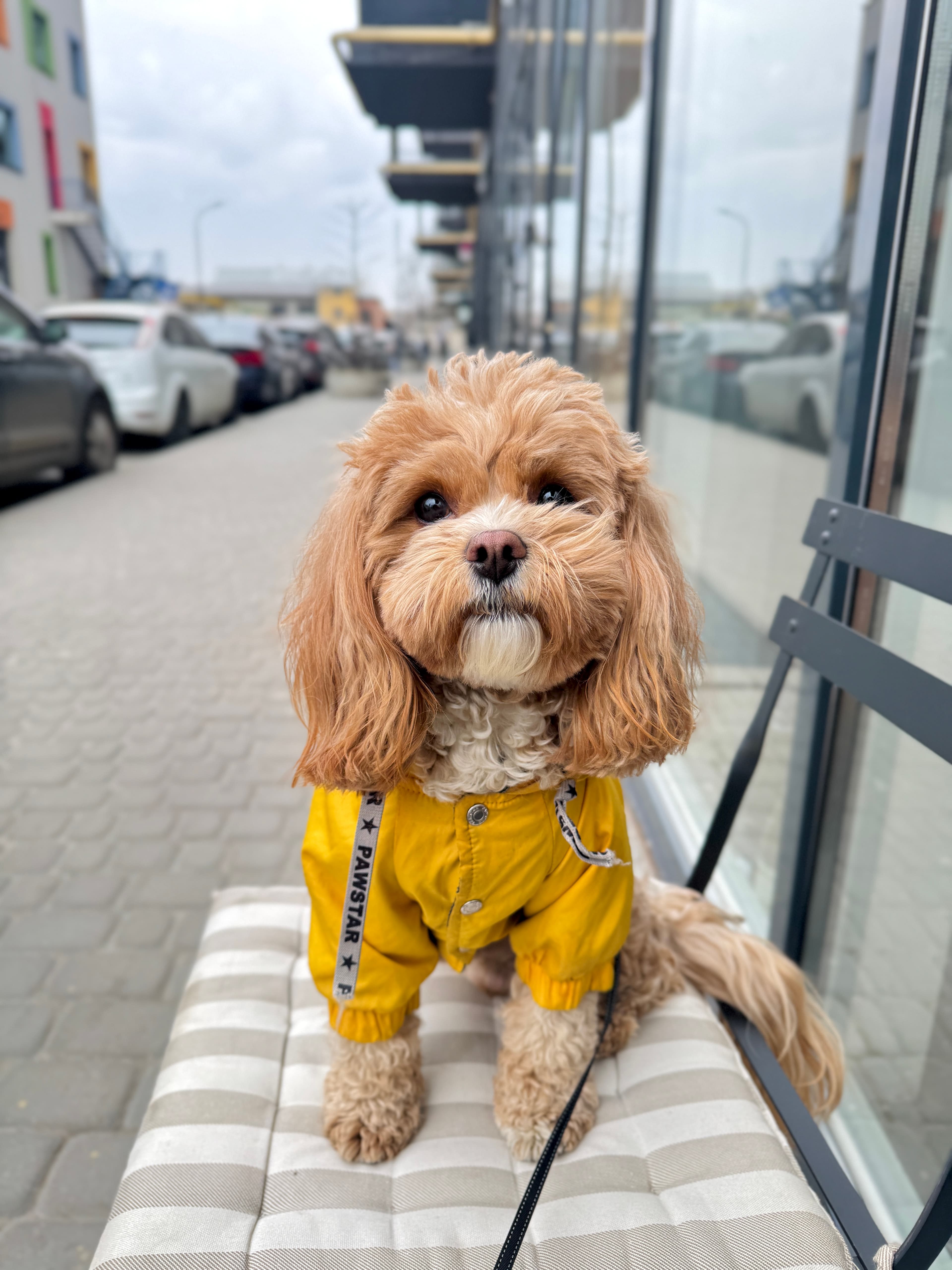 Ронні