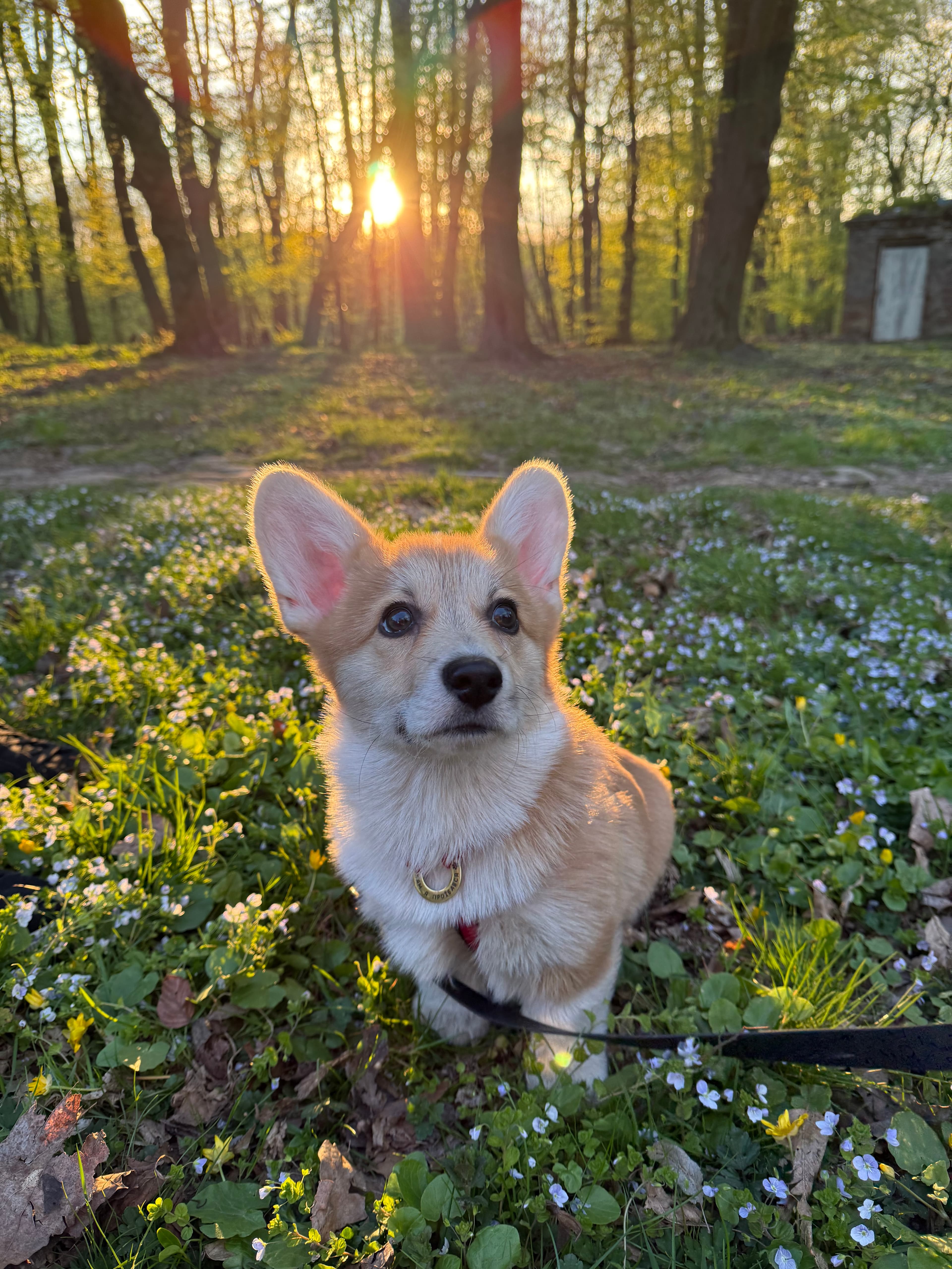Cubbi (Куббі)