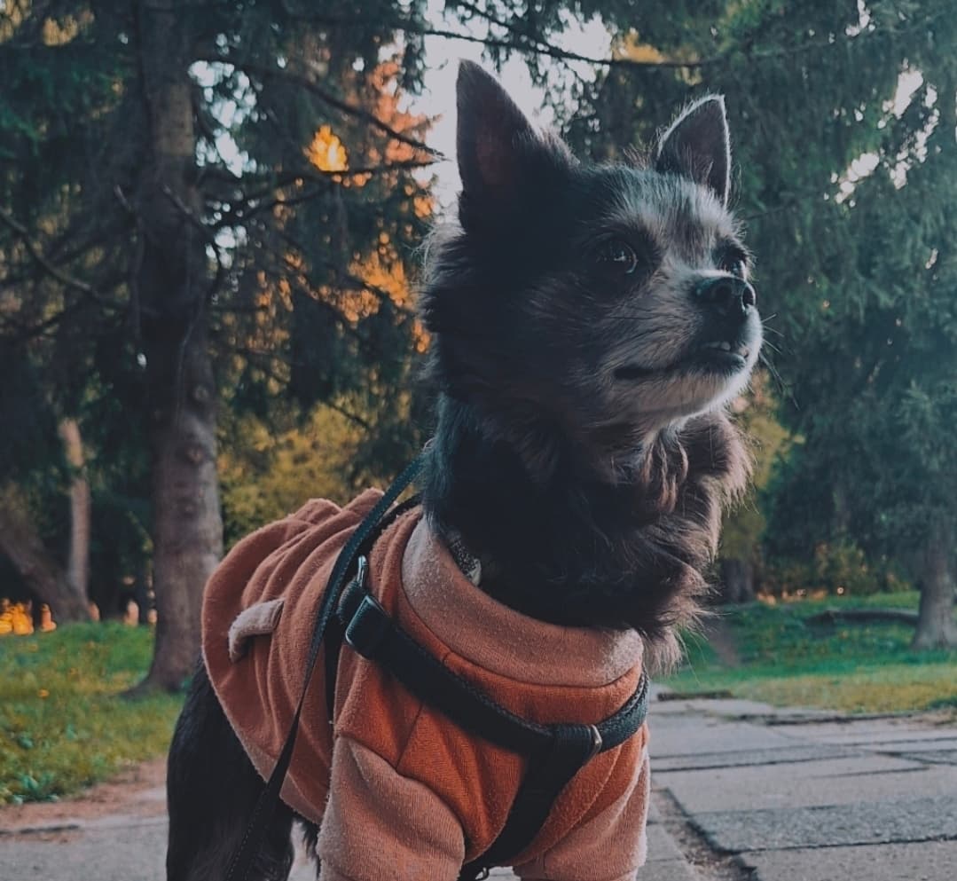 Бурбон