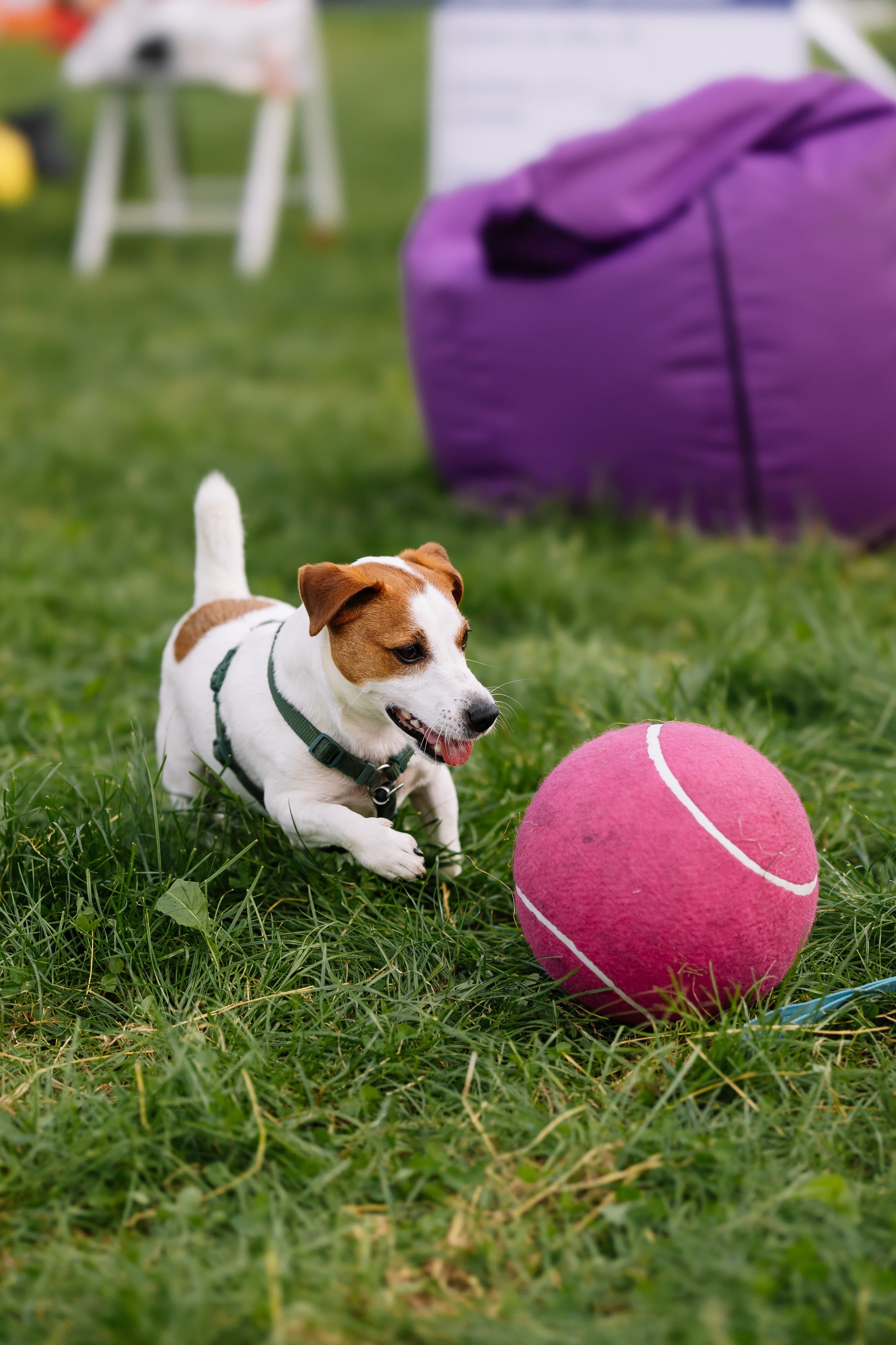 Містер Кусь